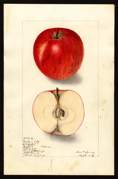 USDA watercolor illustration of Northern Spy