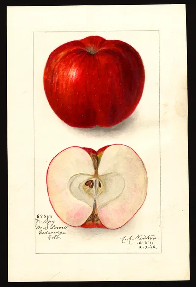 USDA watercolor illustration of Northern Spy
