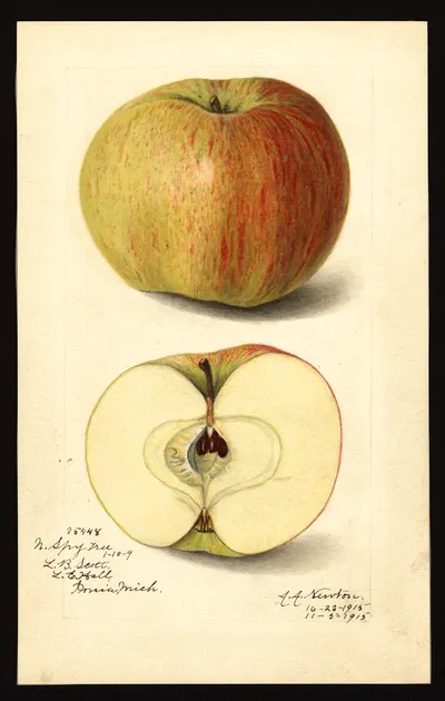USDA watercolor illustration of Northern Spy
