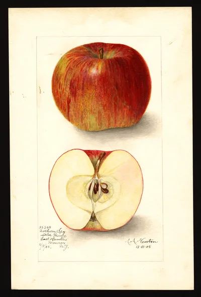 USDA watercolor illustration of Northern Spy