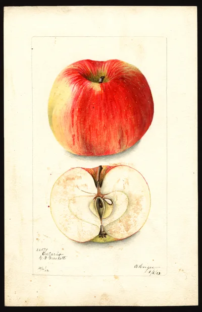 USDA watercolor illustration of Ontario