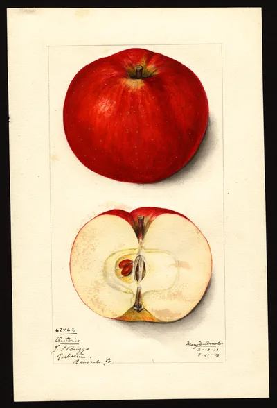 USDA watercolor illustration of Ontario