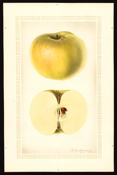 USDA watercolor illustration of Ontario