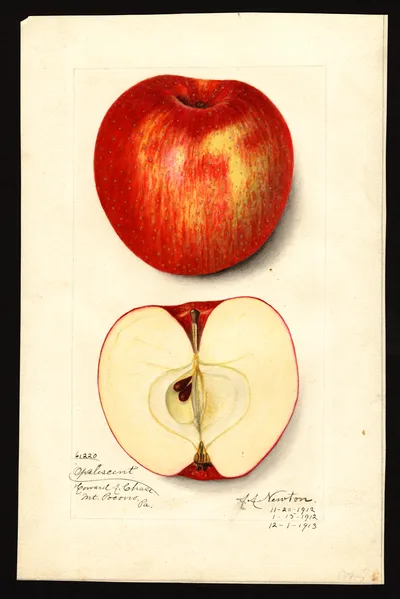 USDA watercolor illustration of Opalescent