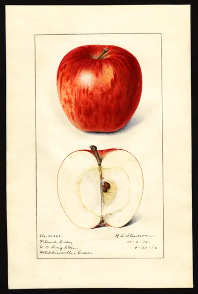 Watercolor of Plumb's Cider