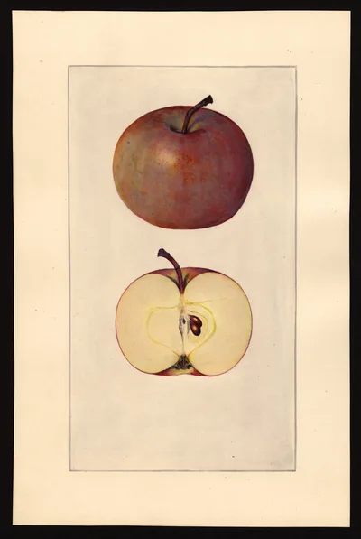 USDA watercolor illustration of Pifer