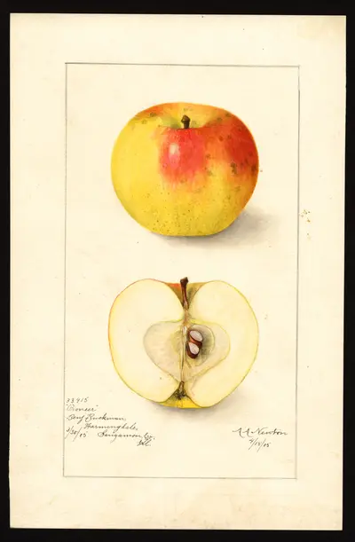 Watercolor of Pioneer