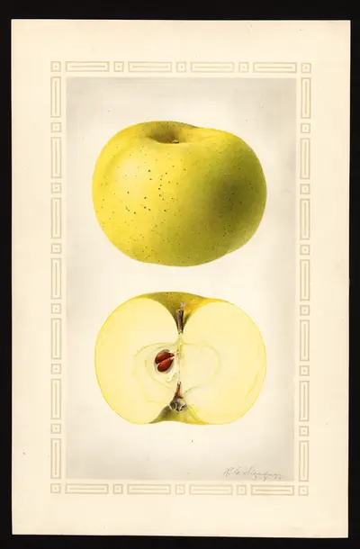 USDA watercolor illustration of Pioneer