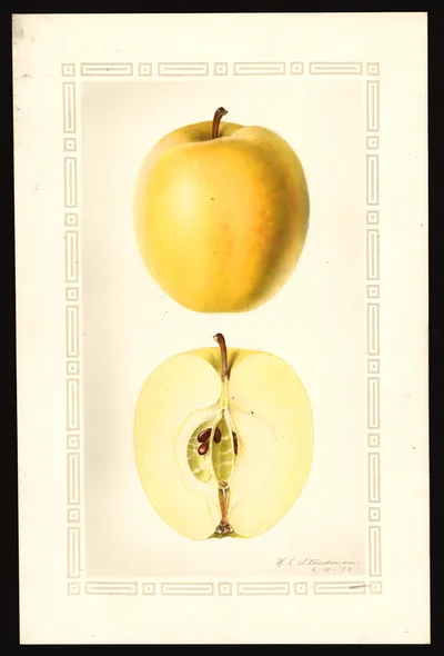 USDA watercolor illustration of Ortley