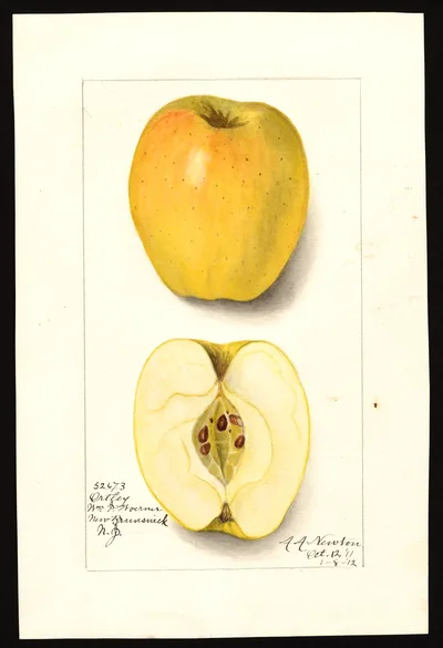 USDA watercolor illustration of Ortley