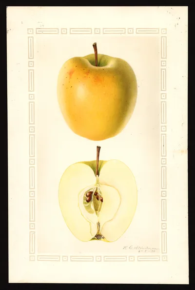 USDA watercolor illustration of Ortley