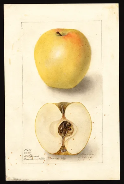 USDA watercolor illustration of Ortley