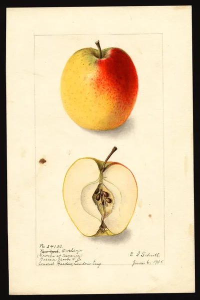 USDA watercolor illustration of Ortley