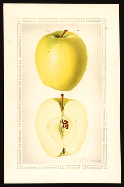 USDA watercolor illustration of Ortley