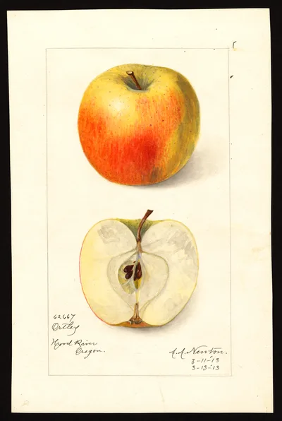 USDA watercolor illustration of Ortley