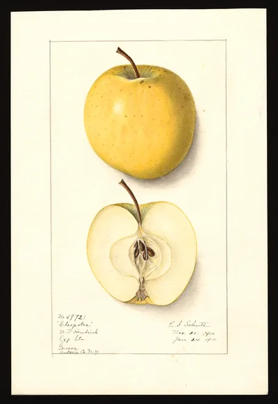 USDA watercolor illustration of Cleopatra