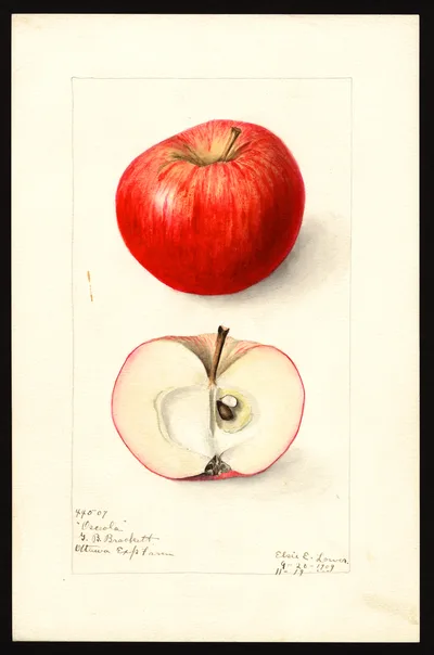 Watercolor of Osceola