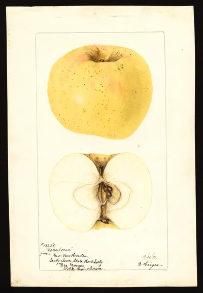 Watercolor of Oskaloosa