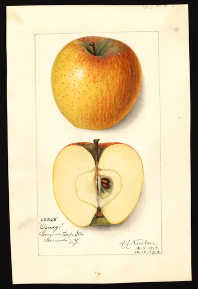 USDA watercolor illustration of Oswego