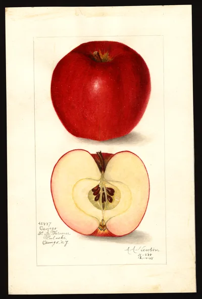 USDA watercolor illustration of Oswego