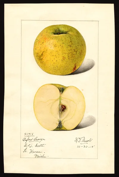 Watercolor of Oxford Orange