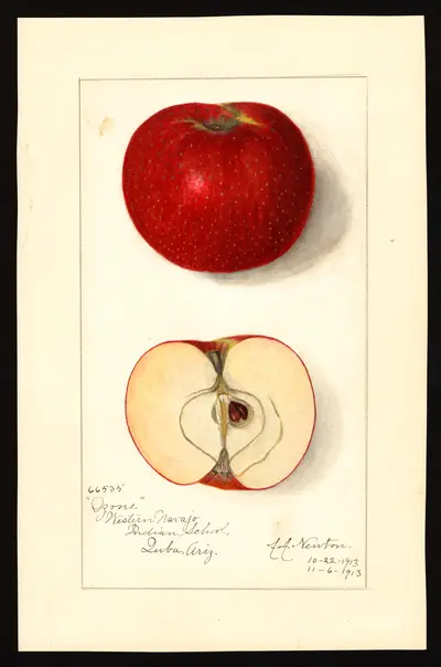 Watercolor of Ozone