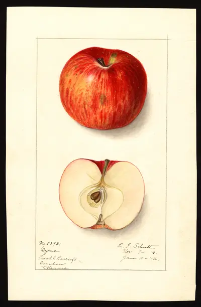 USDA watercolor illustration of Ozone