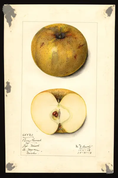 Watercolor of Perry Russet