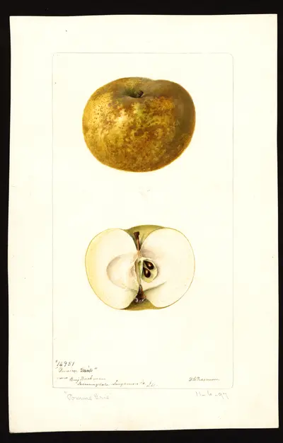 Watercolor of Pomme Grise