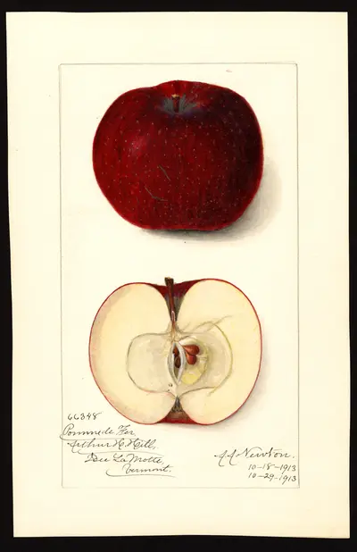 USDA watercolor illustration of Alexis Baldwin