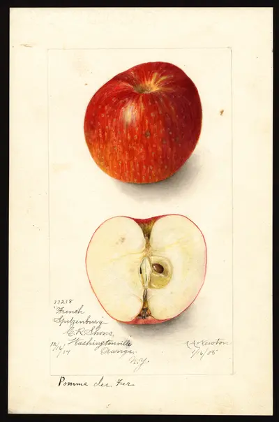 Watercolor of Roseau