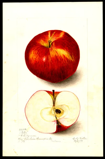 USDA watercolor illustration of Peter