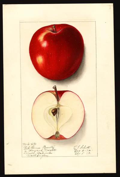 USDA watercolor illustration of Red Rome Beauty