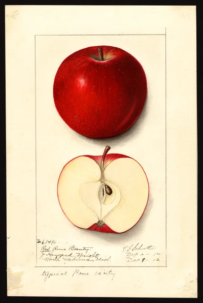 USDA watercolor illustration of Red Rome Beauty