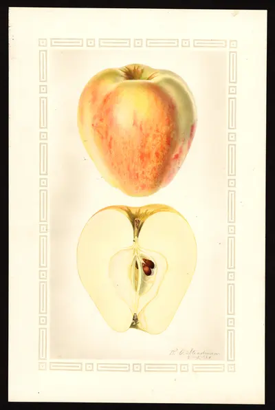 USDA watercolor illustration of Red Stripe