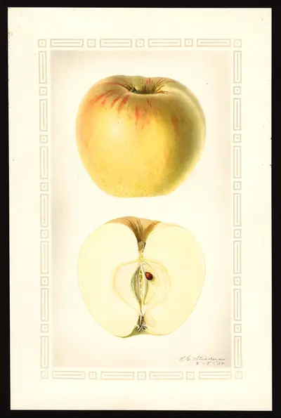 USDA watercolor illustration of Red Stripe