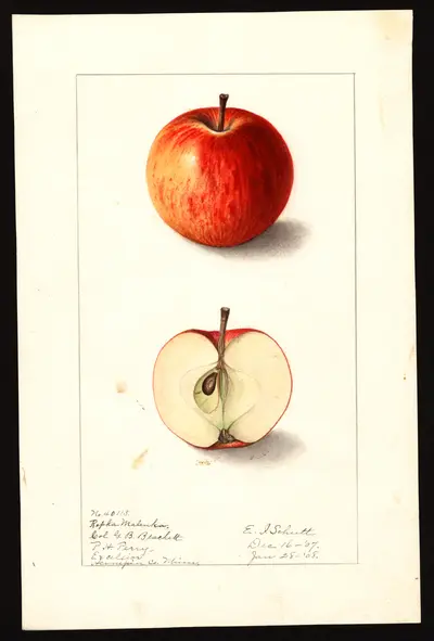 USDA watercolor illustration of Repka Malenka