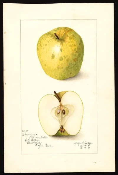 USDA watercolor illustration of Rhode Island Greening
