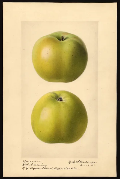 USDA watercolor illustration of Rhode Island Greening