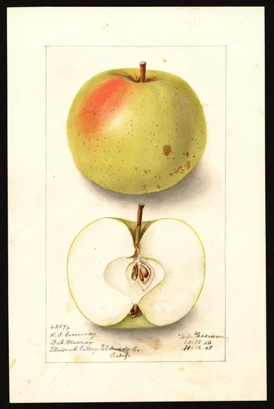 USDA watercolor illustration of Rhode Island Greening