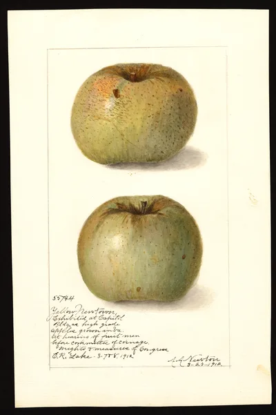 USDA watercolor illustration of Yellow Newtown