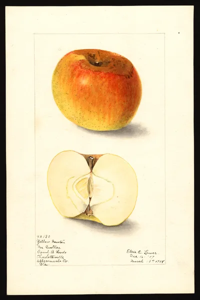 USDA watercolor illustration of Yellow Newtown