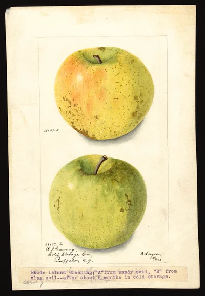 USDA watercolor illustration of Rhode Island Greening
