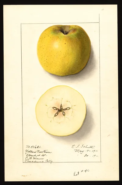 USDA watercolor illustration of Yellow Newtown