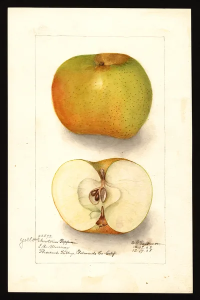 USDA watercolor illustration of Yellow Newtown