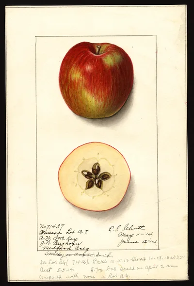 USDA watercolor illustration of Winesap