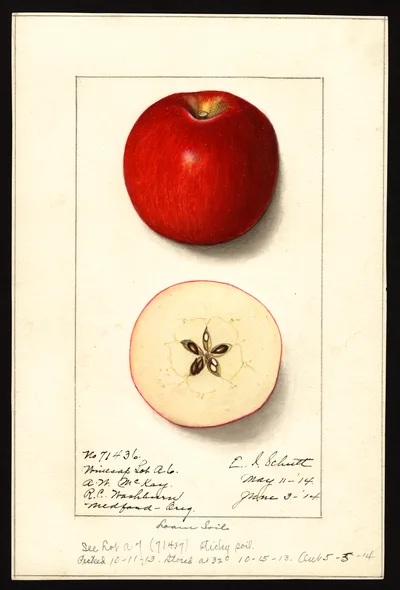 USDA watercolor illustration of Winesap