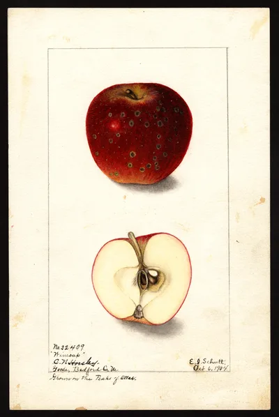 USDA watercolor illustration of Winesap
