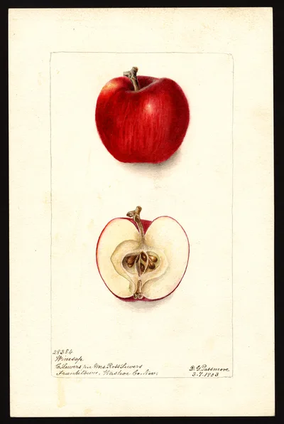 USDA watercolor illustration of Winesap