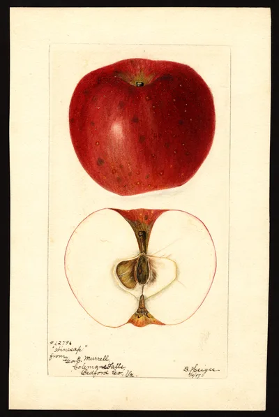 USDA watercolor illustration of Winesap